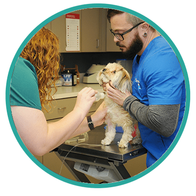 A growing threat to dogs and their owners has veterinarians sounding the alert.