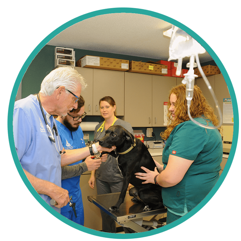 Our Services Glasgo Memorial Veterinary Hospital